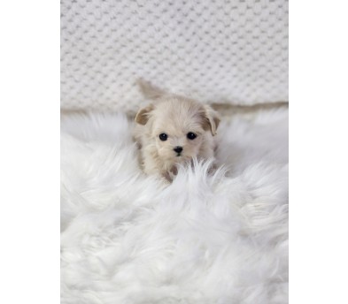 말티푸분양(10만원부터)