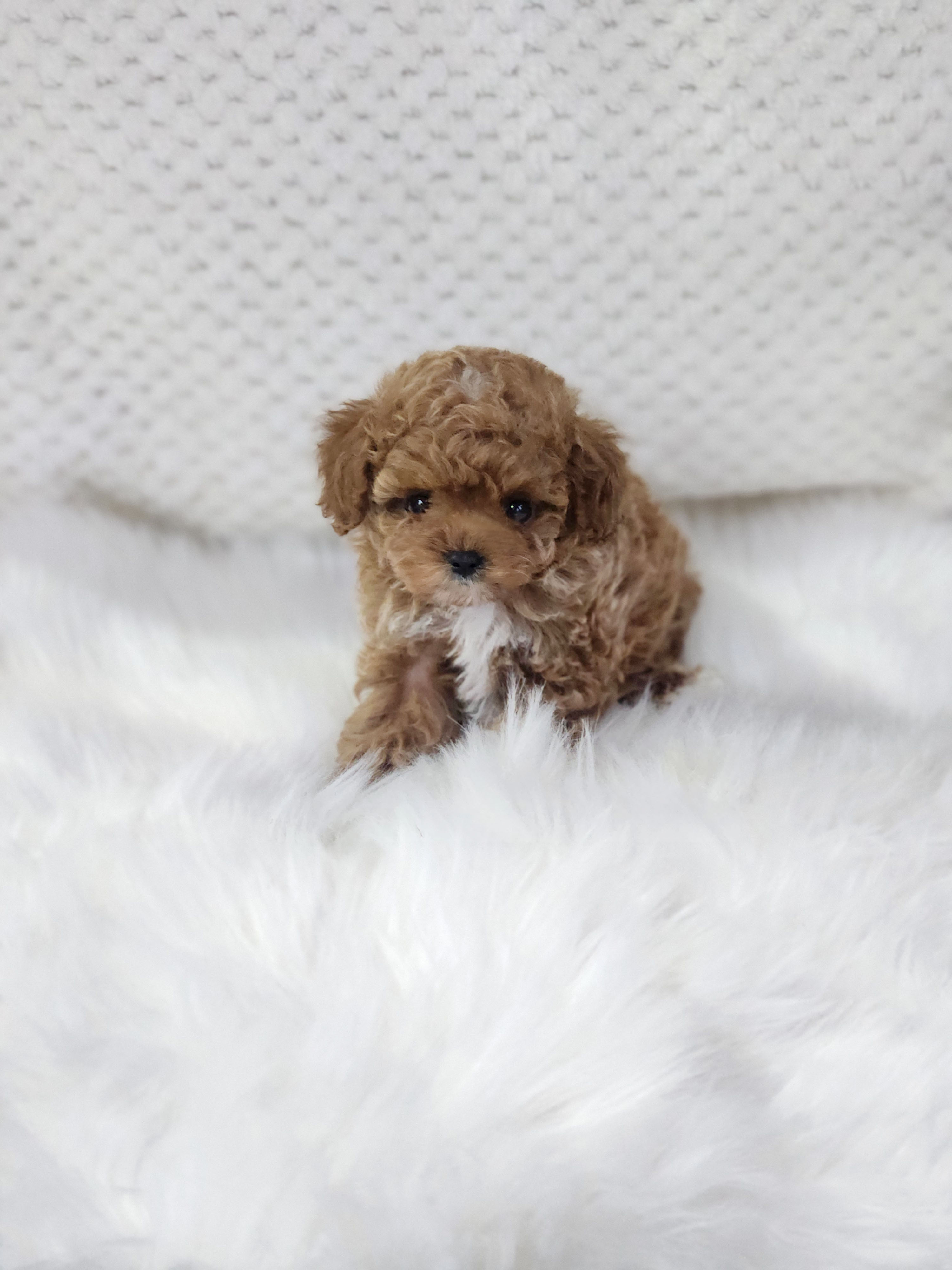 토이푸들분양(10만원부터)