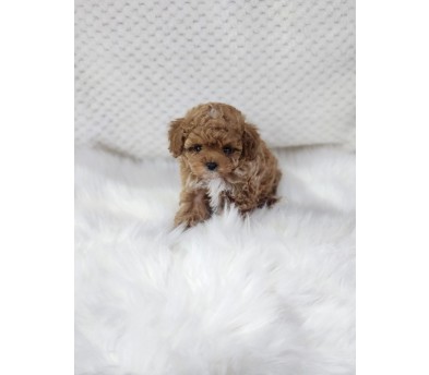 토이푸들분양(10만원부터)