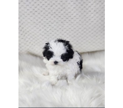 말티푸분양(10만원부터)