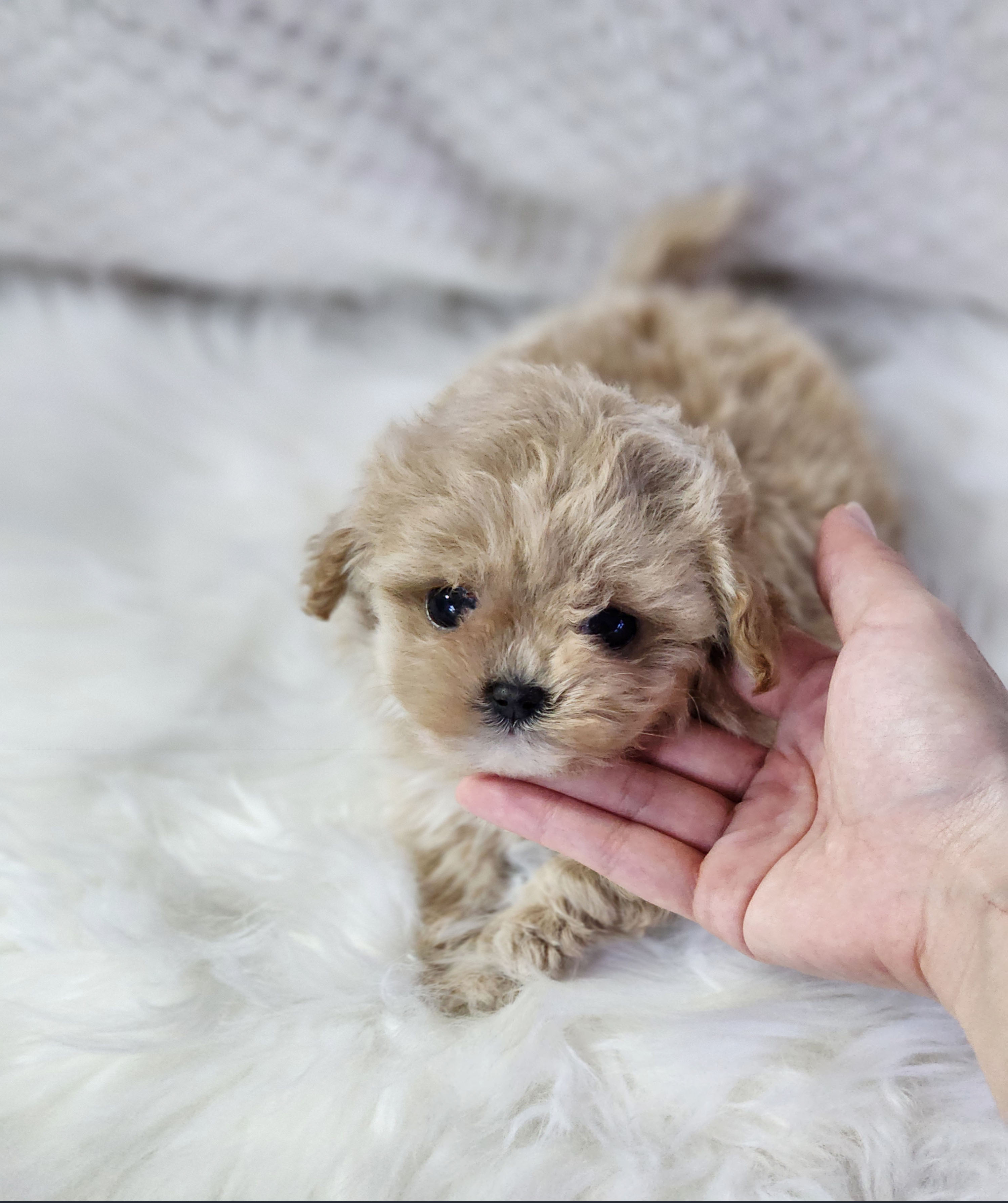 말티푸분양(10만원부터)