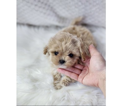 말티푸분양(10만원부터)