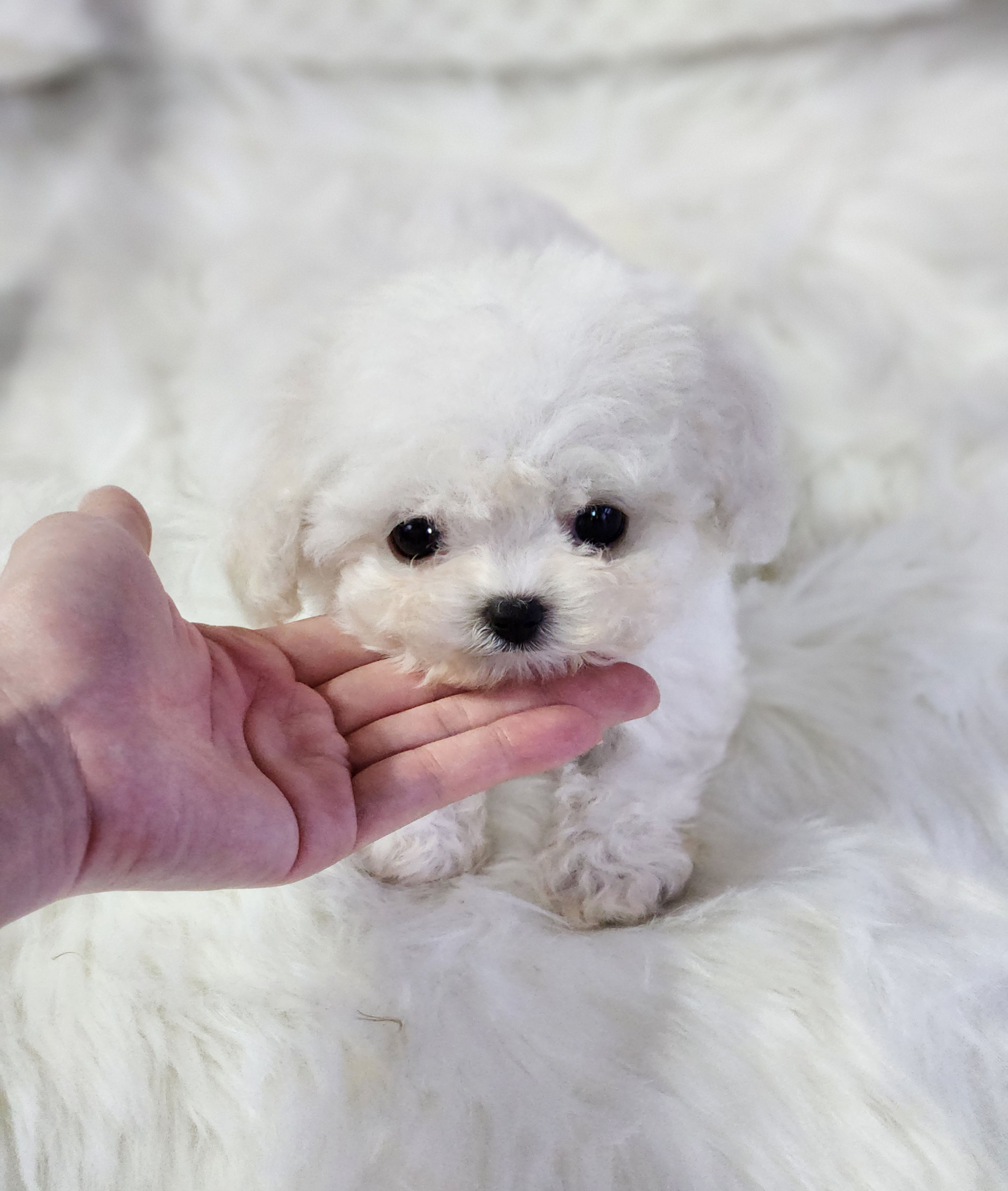 미니비숑분양합니다(10만원부터)