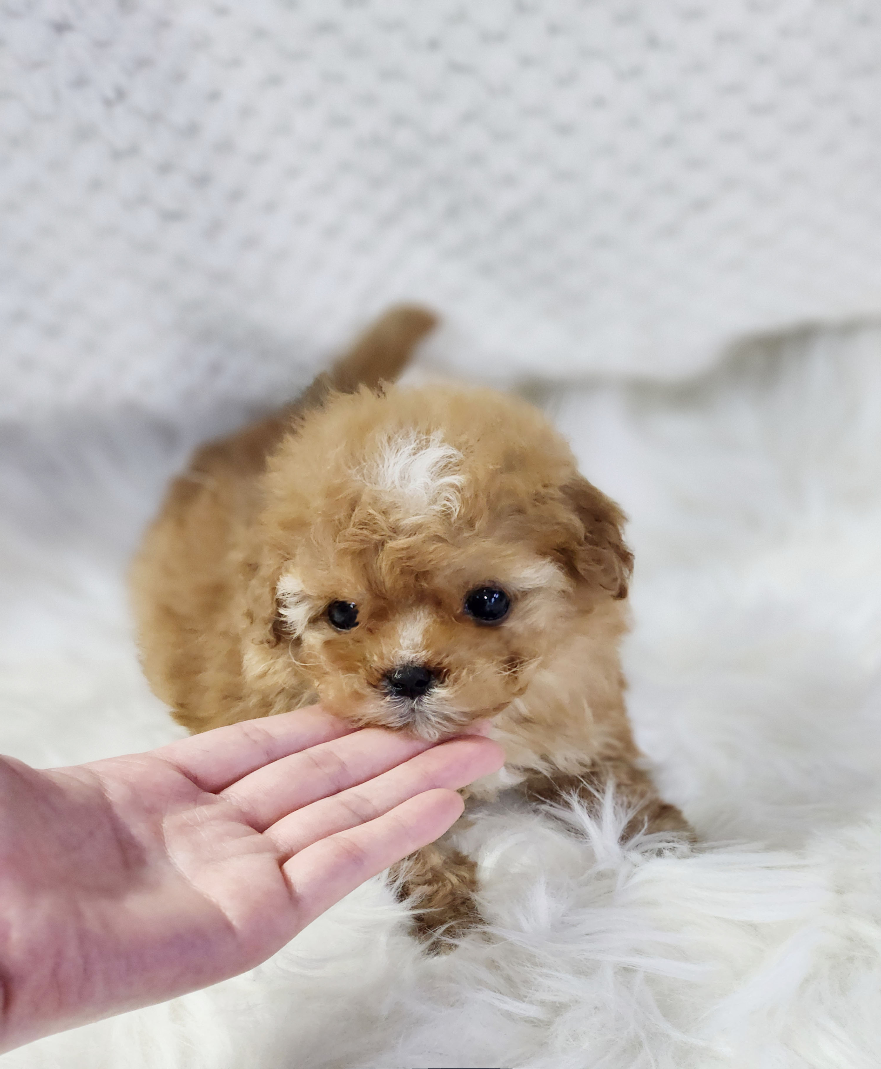 토이푸들분양(10만원부터)