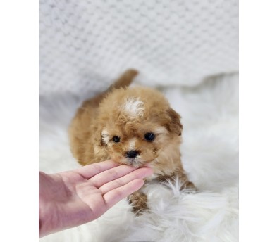 토이푸들분양(10만원부터)