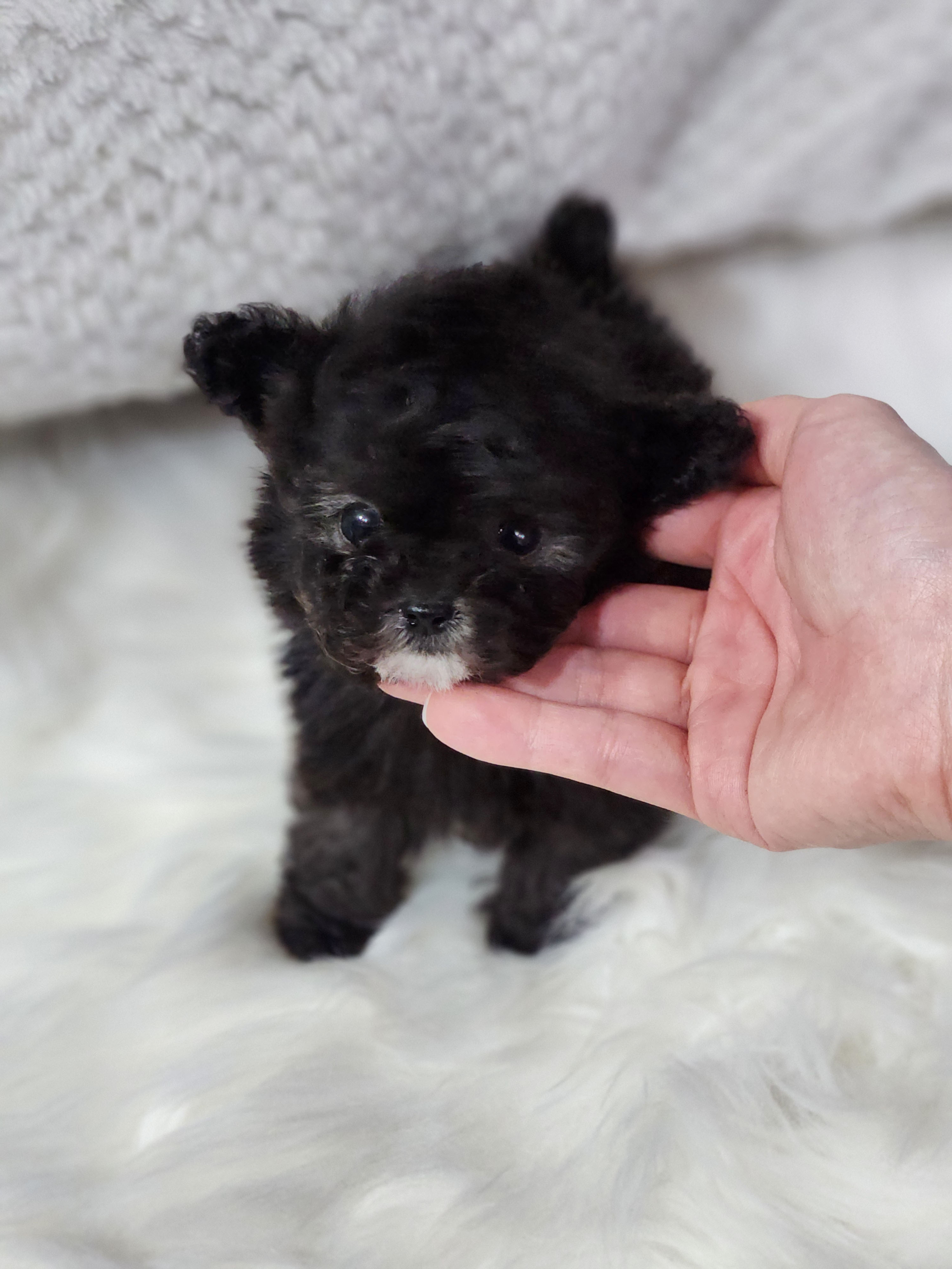 토이푸들분양(10만원부터)