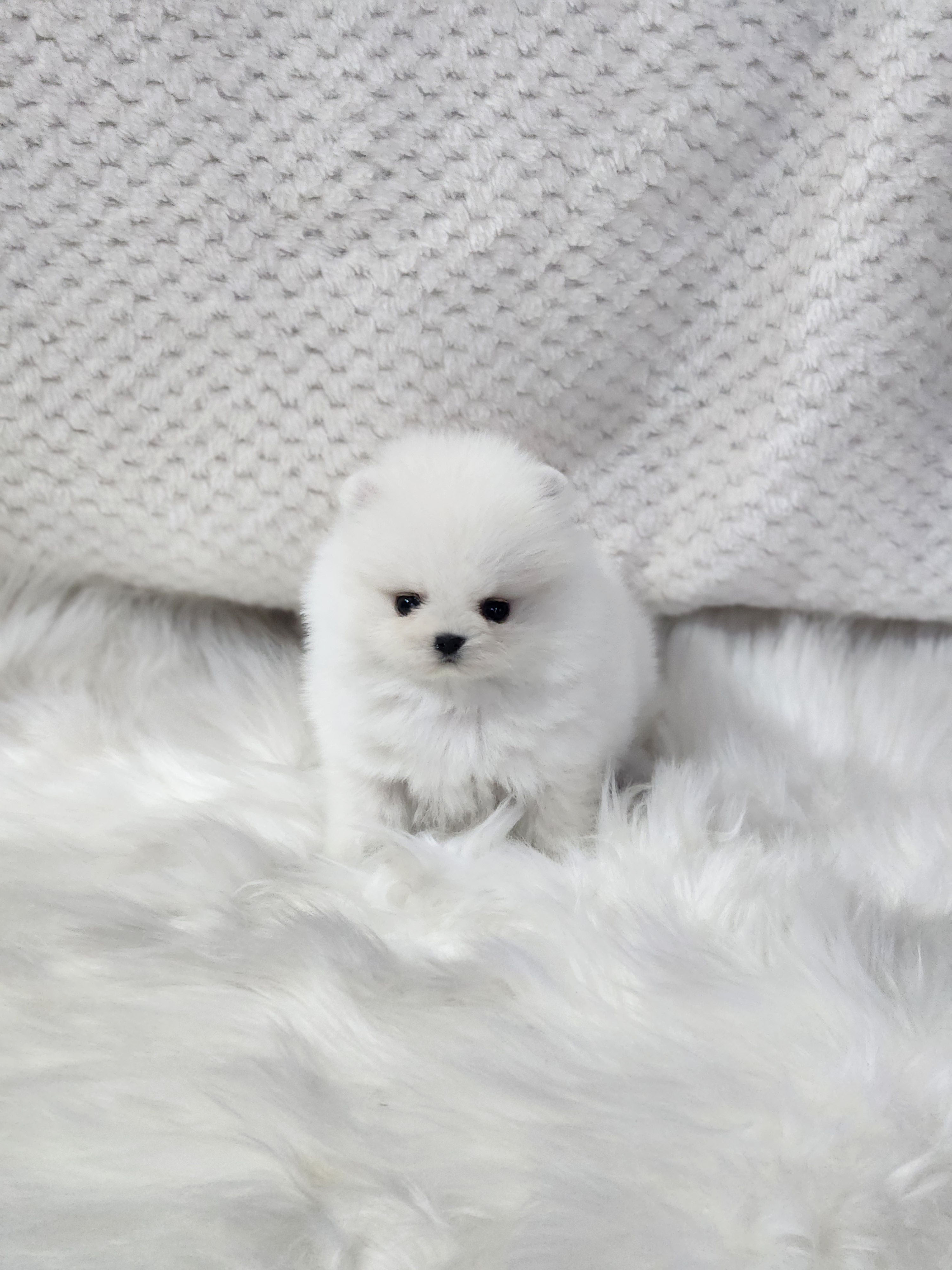 포메라니안분양(20만원부터)