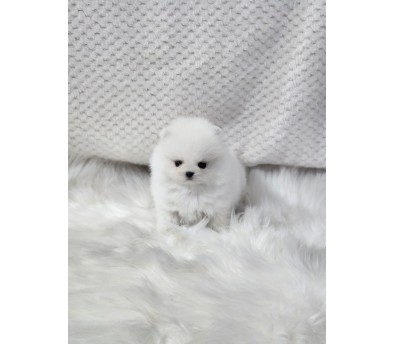 포메라니안분양(20만원부터)