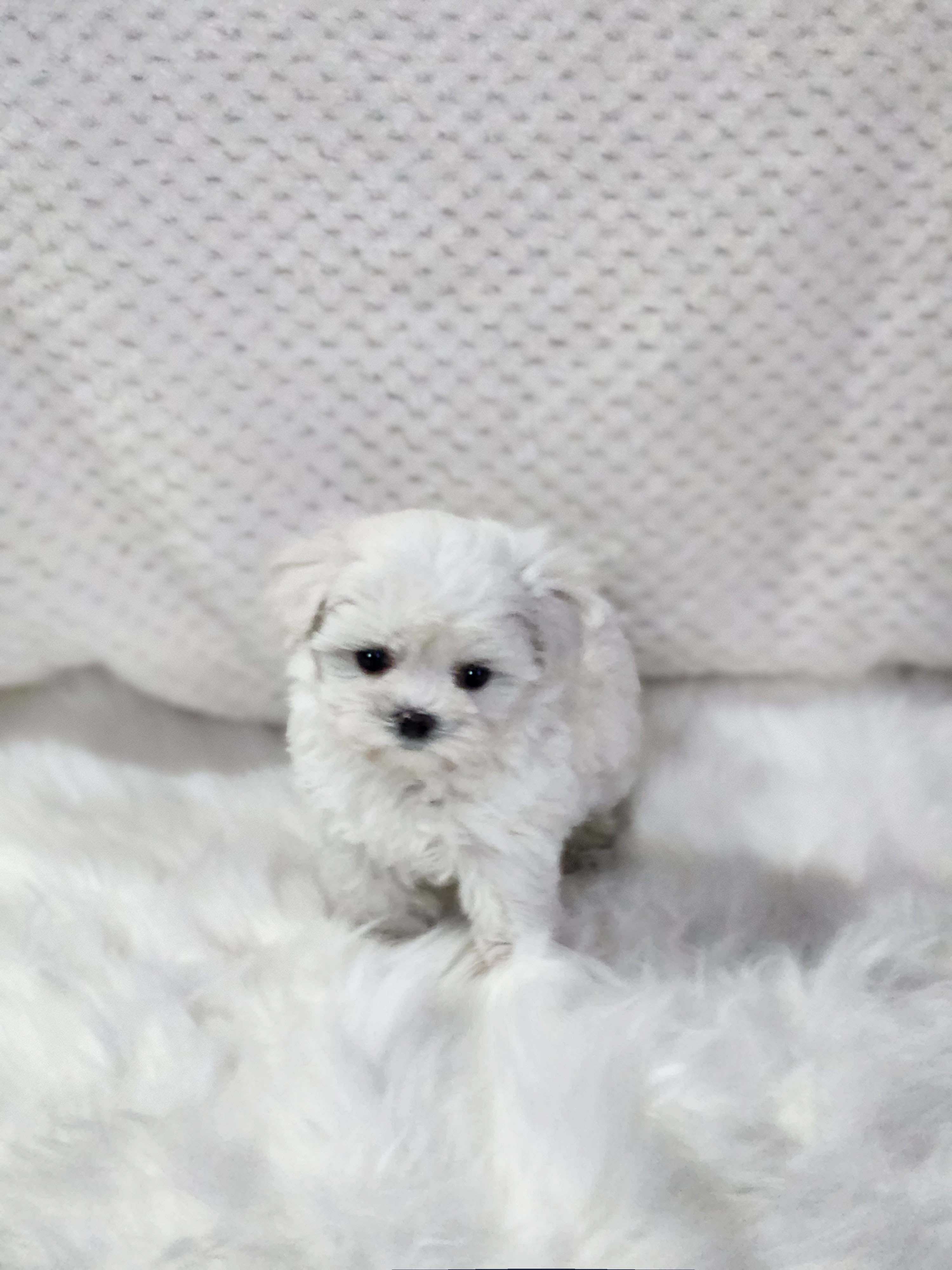 말티푸분양(10만원부터)