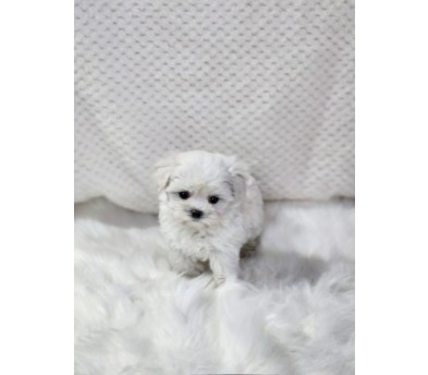 말티푸분양(10만원부터)