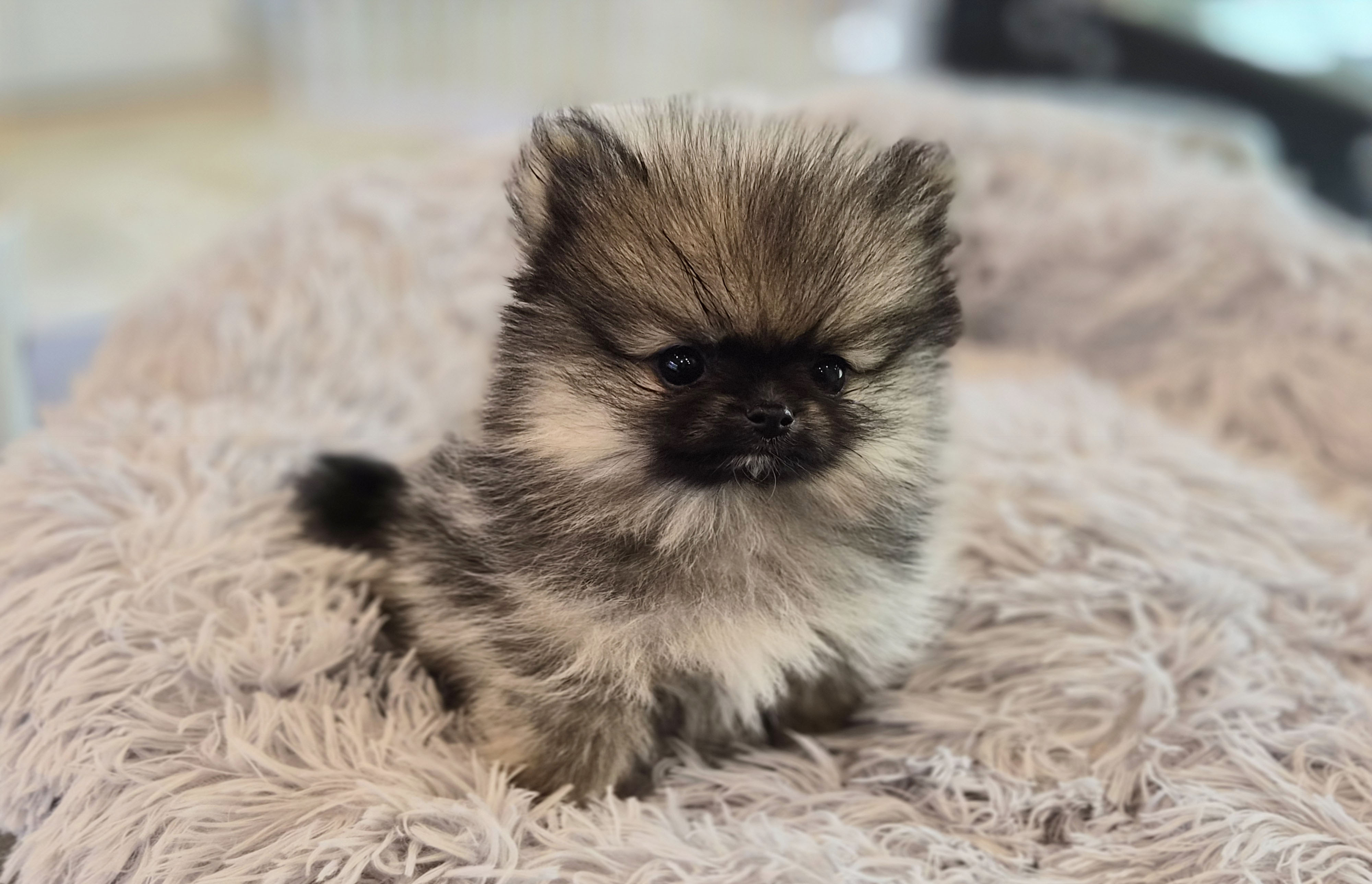 포메라니안분양(20만원부터)