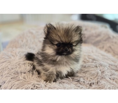 포메라니안분양(20만원부터)
