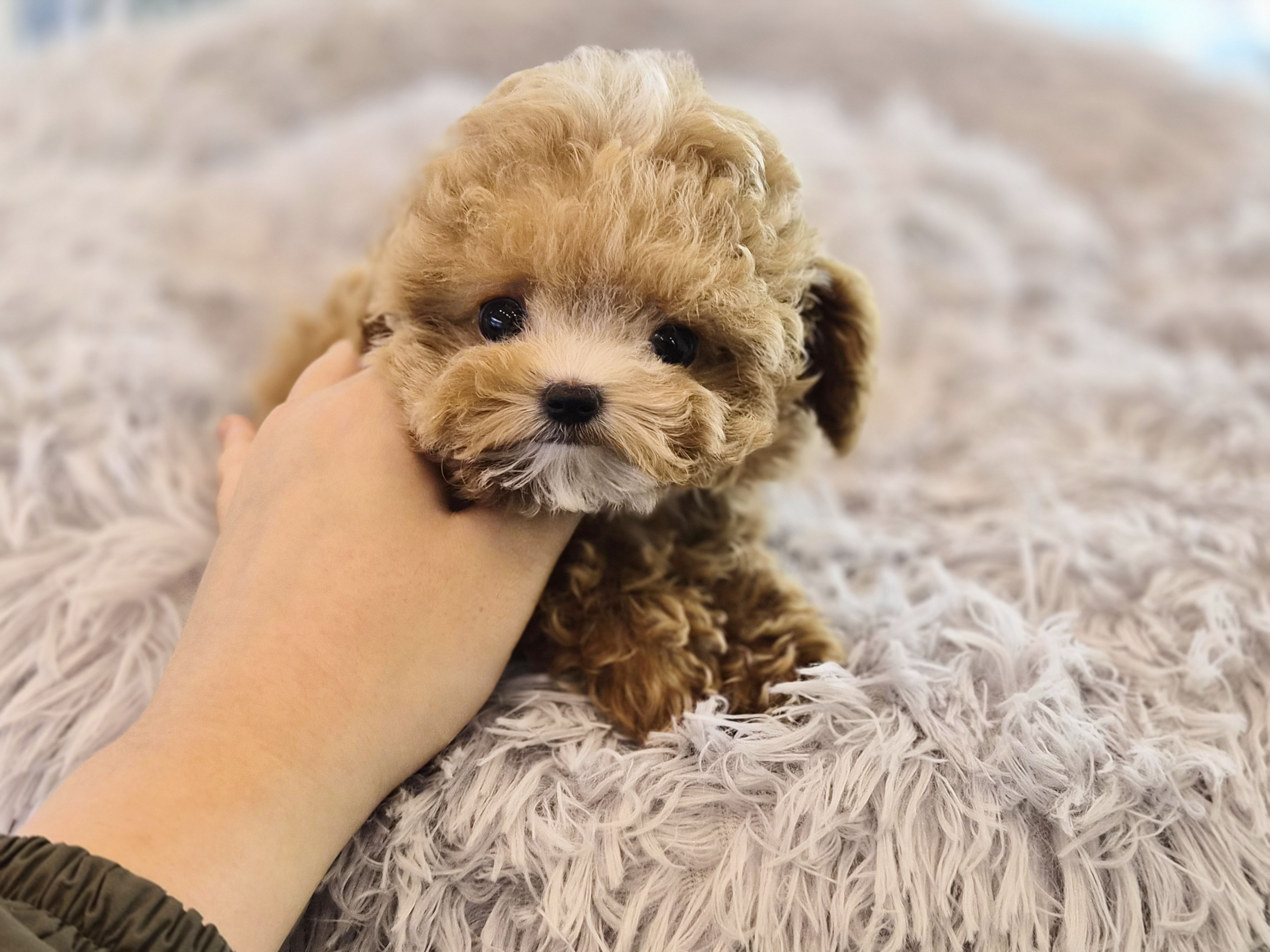 말티푸분양(10만원부터)