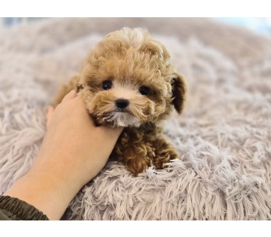 말티푸분양(10만원부터)