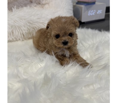 말티푸분양(10만원부터)