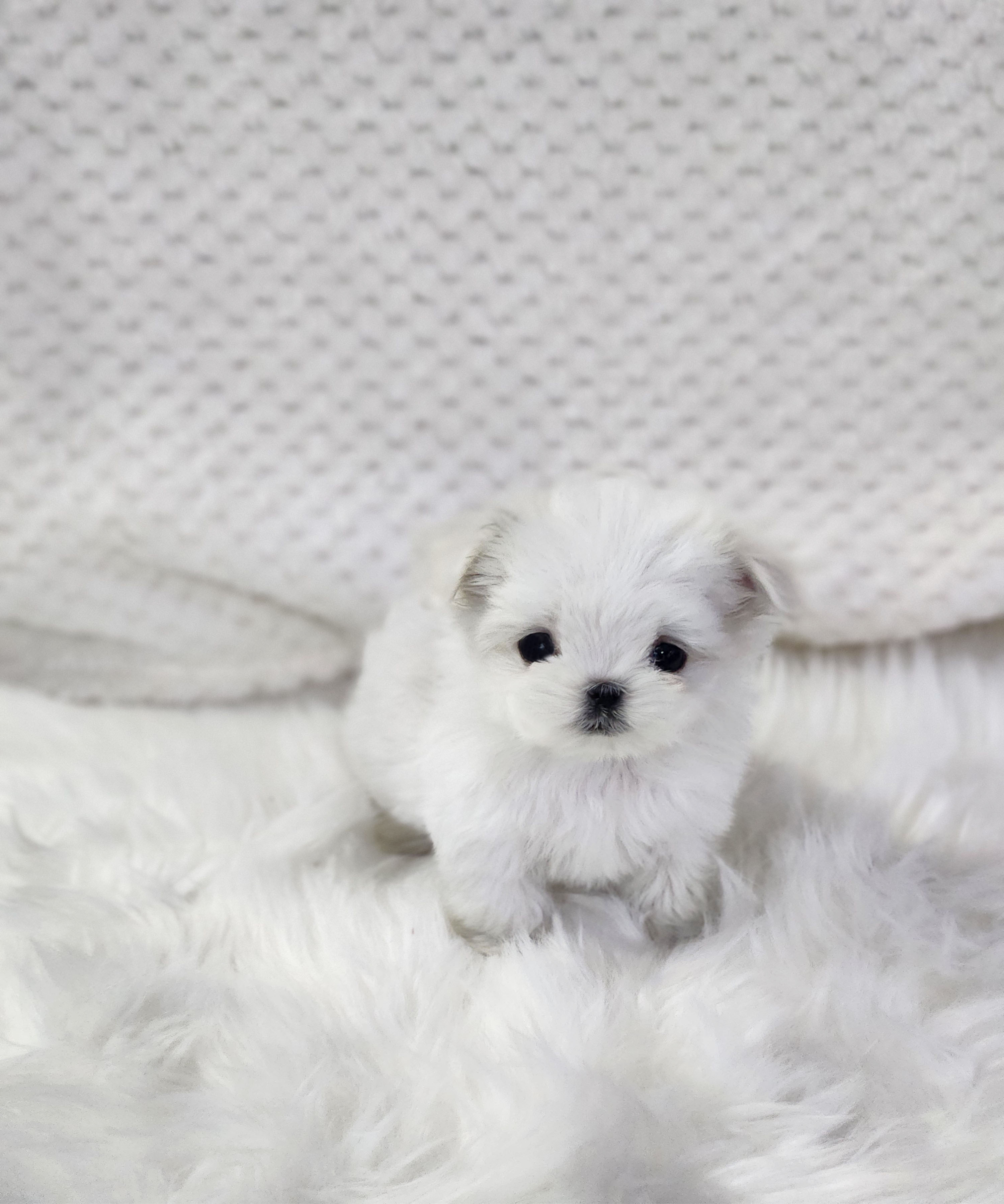 말티즈분양(10만원부터)