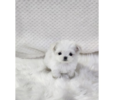 말티즈분양(10만원부터)