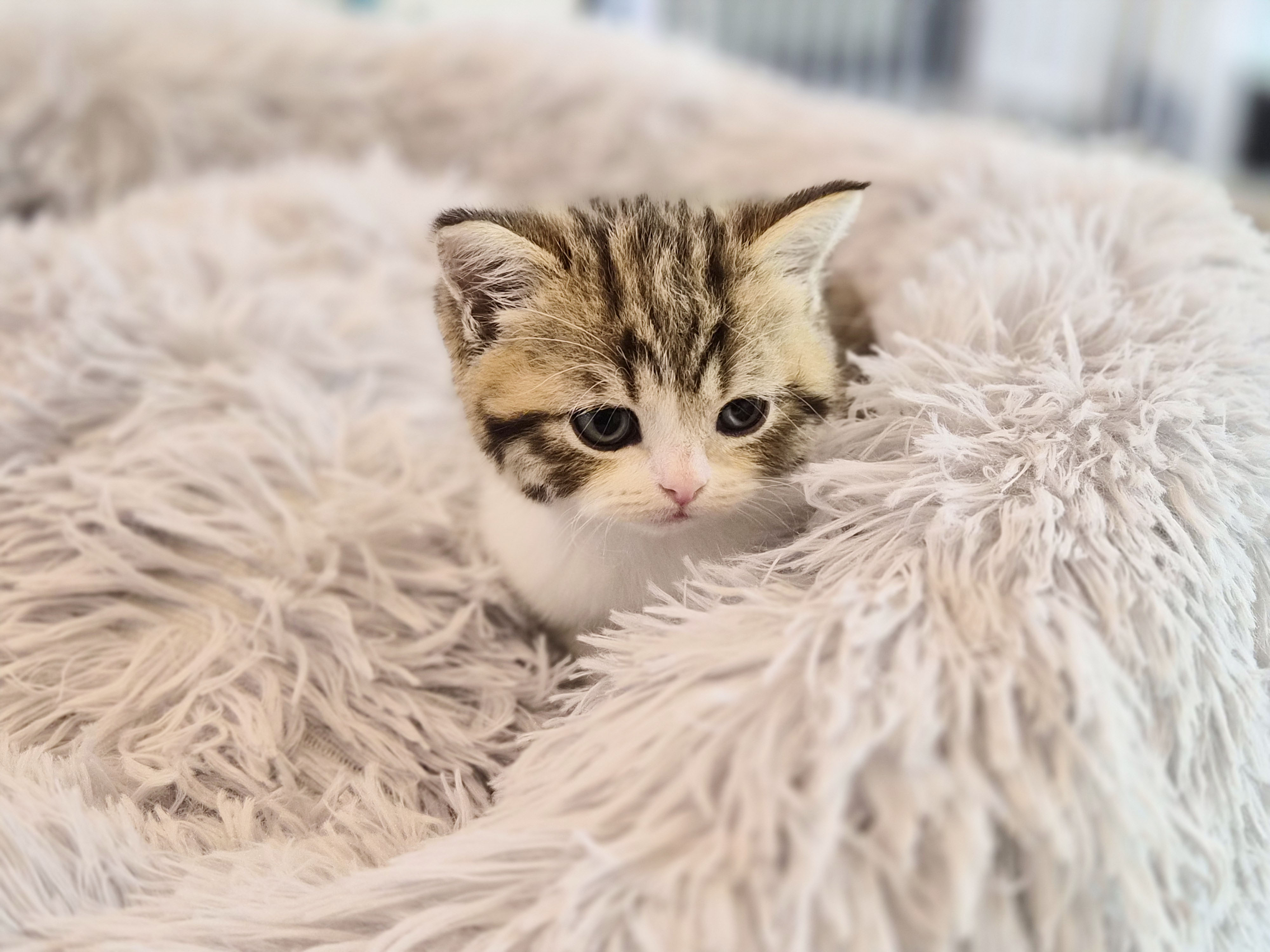 브리티쉬숏헤어분양합니다!