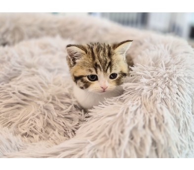 브리티쉬숏헤어분양합니다!