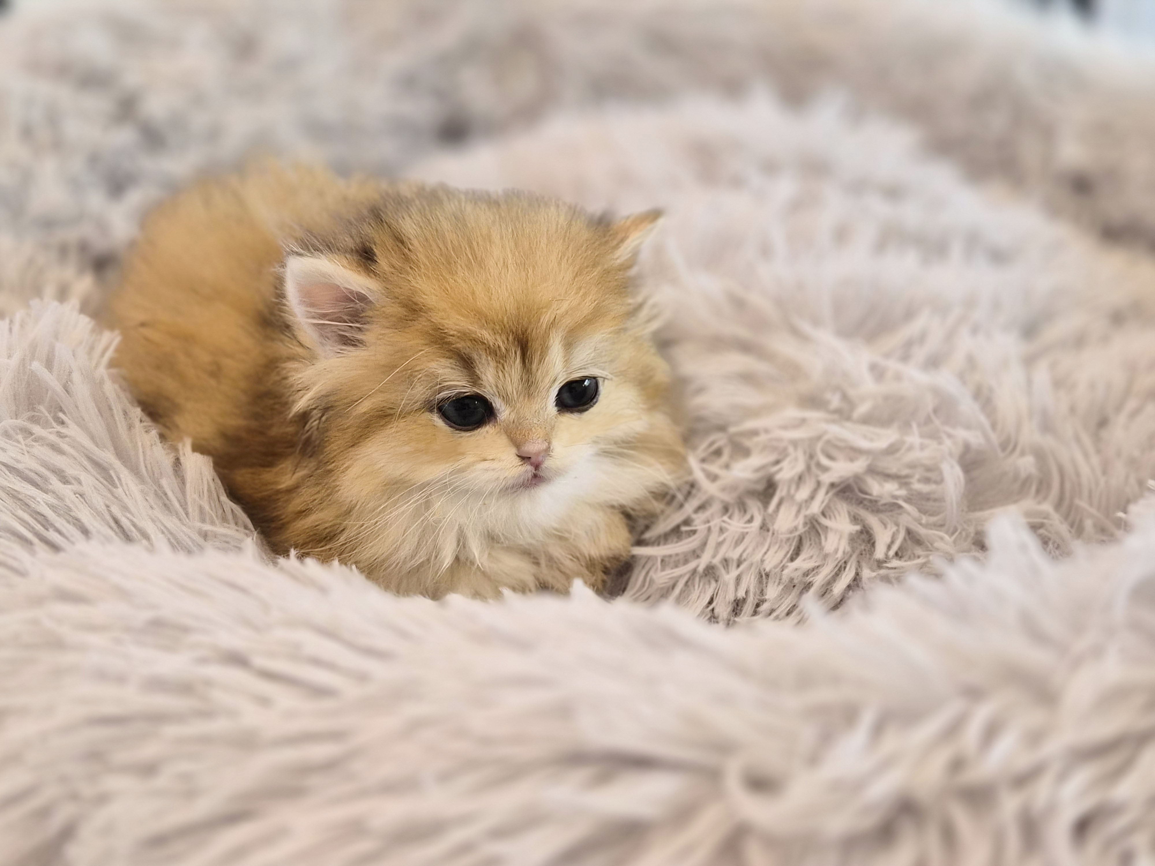 브리티쉬롱헤어분양합니다!