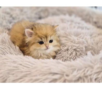 브리티쉬롱헤어분양합니다!