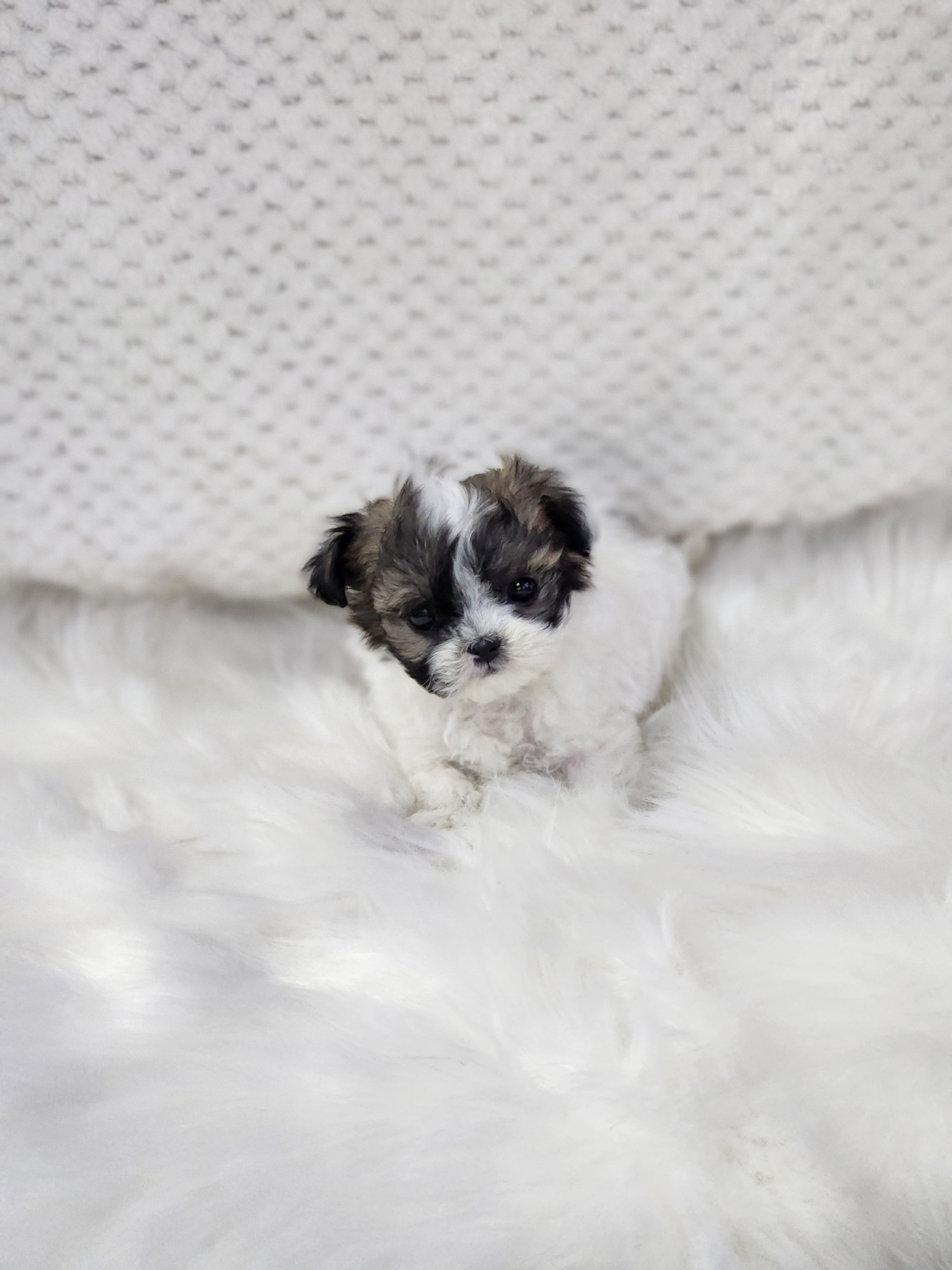 말티푸분양(10만원부터)