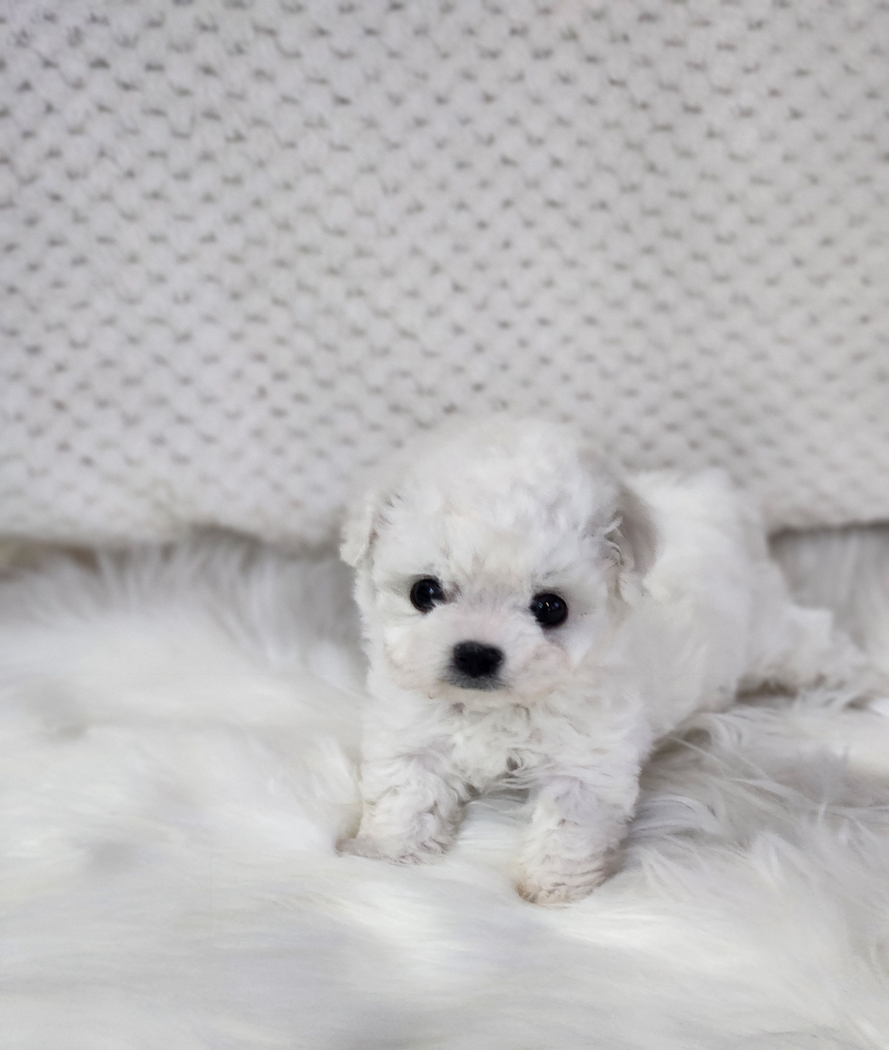 미니비숑분양합니다(10만원부터)