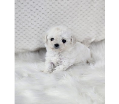 미니비숑분양합니다(10만원부터)