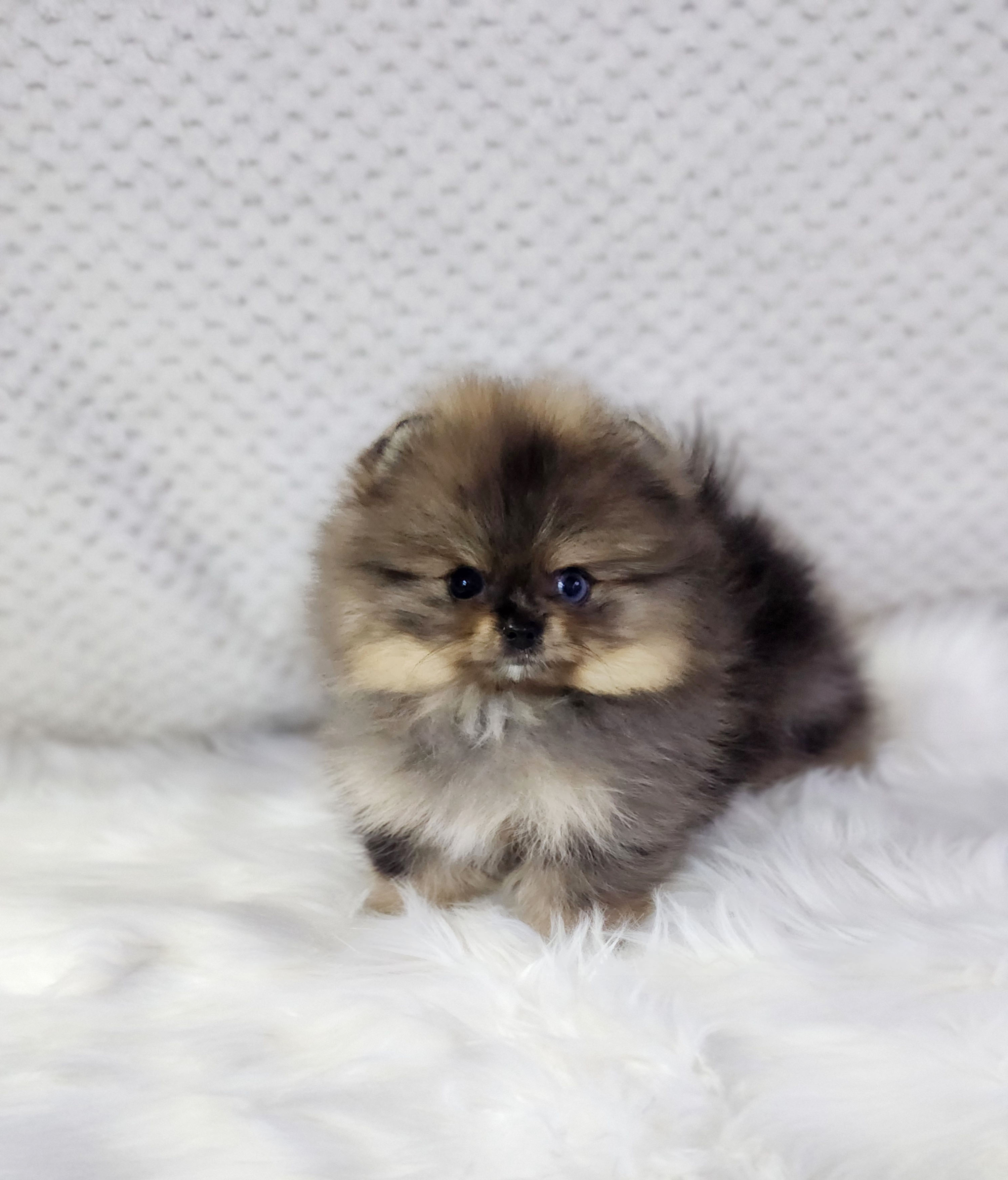 포메라니안분양(20만원부터)