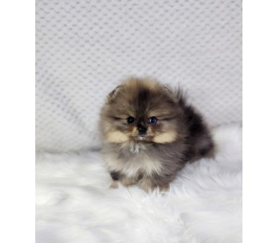 포메라니안분양(20만원부터)