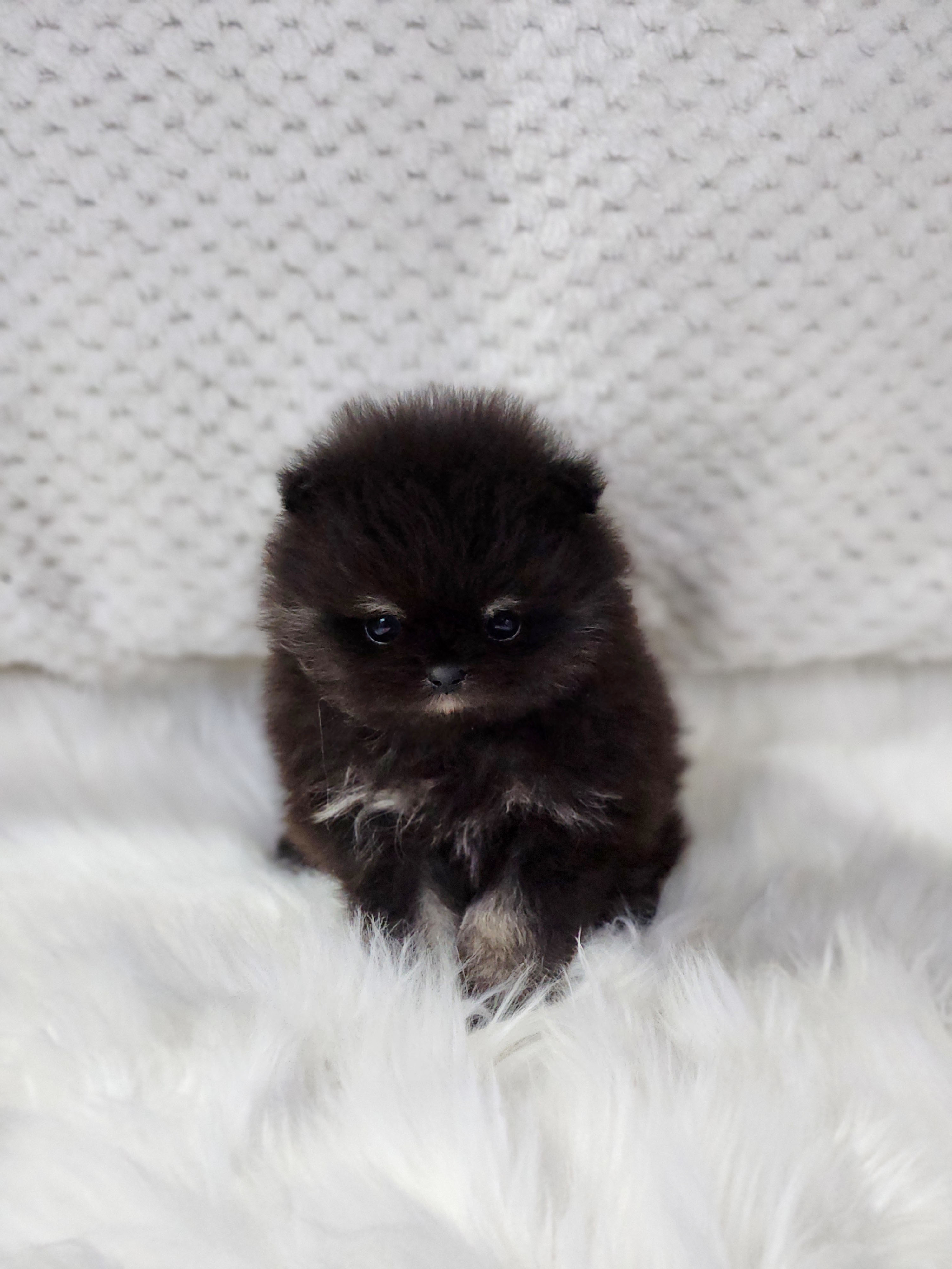 포메라니안분양(20만원부터)