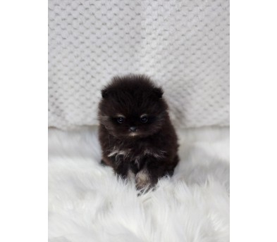 포메라니안분양(20만원부터)