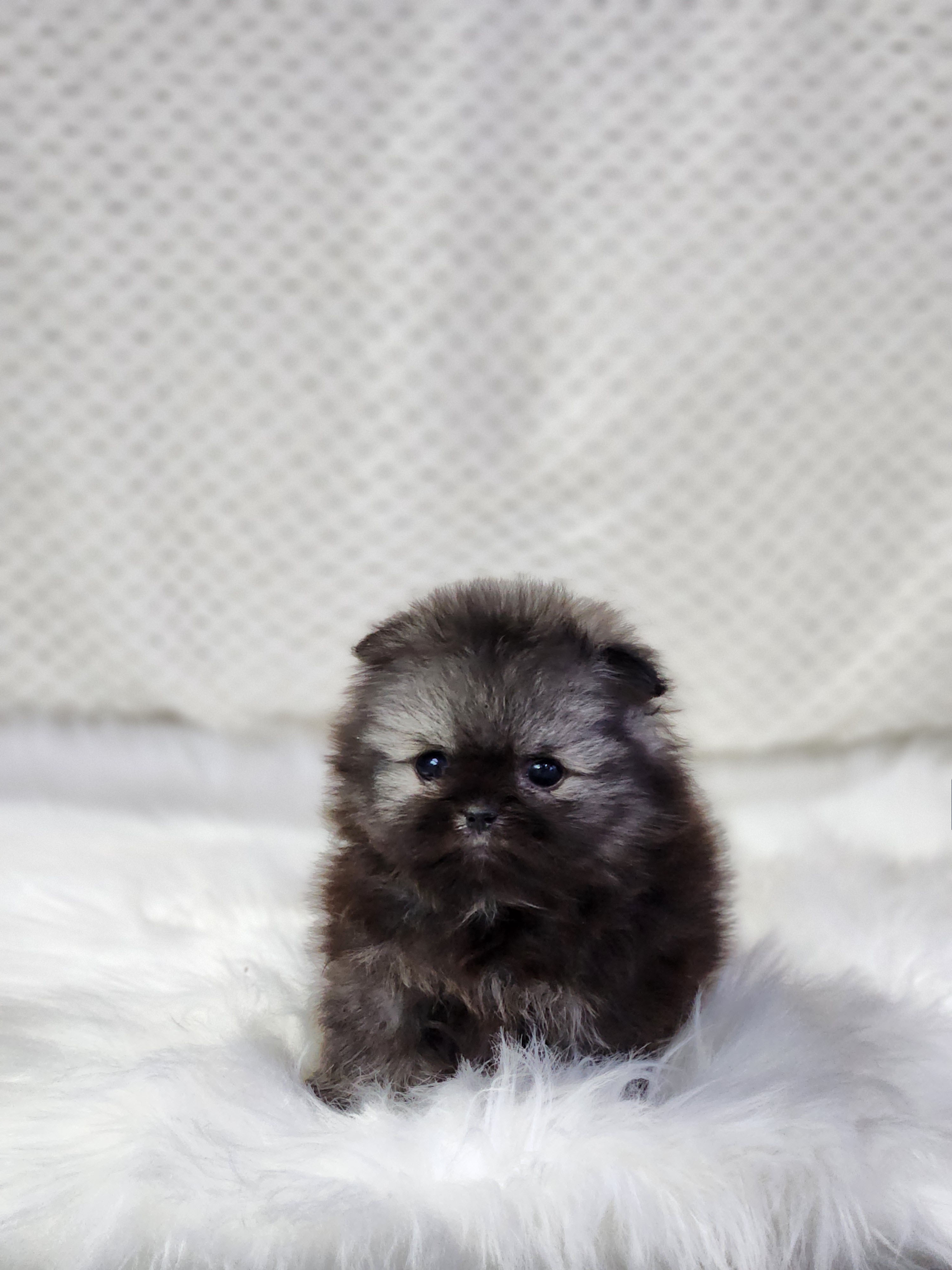 포메라니안분양(20만원부터)