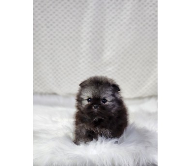 포메라니안분양(20만원부터)