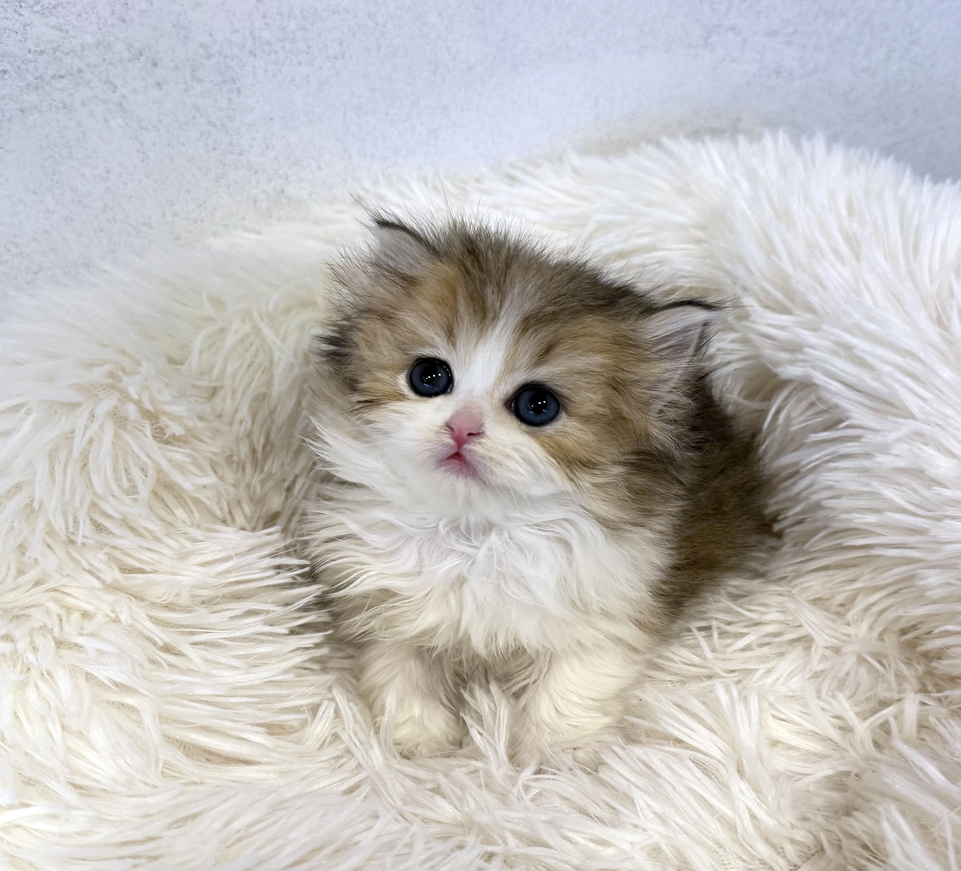 브리티쉬롱헤어분양합니다!