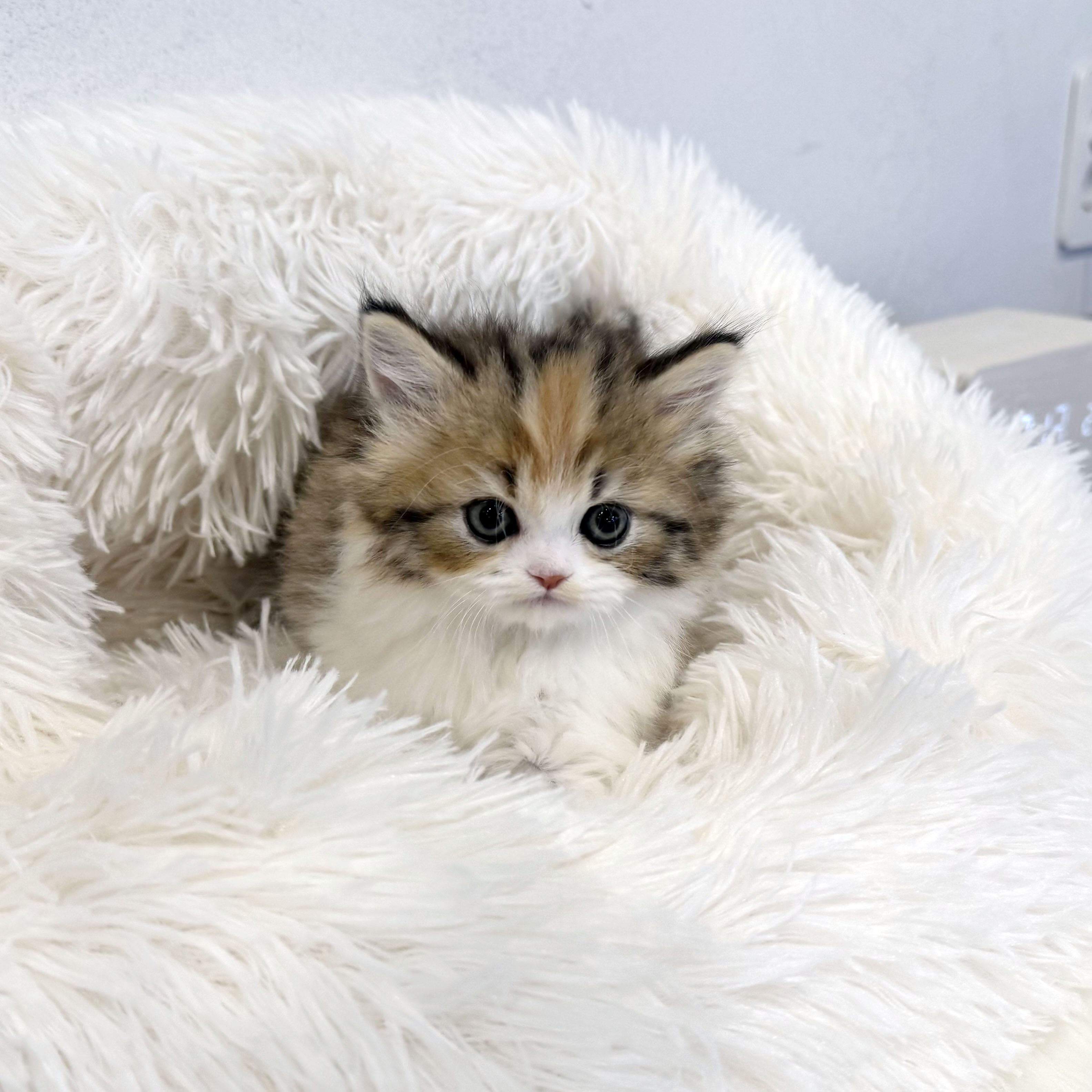 브리티쉬롱헤어분양합니다!