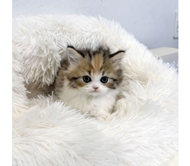 브리티쉬롱헤어분양합니다!