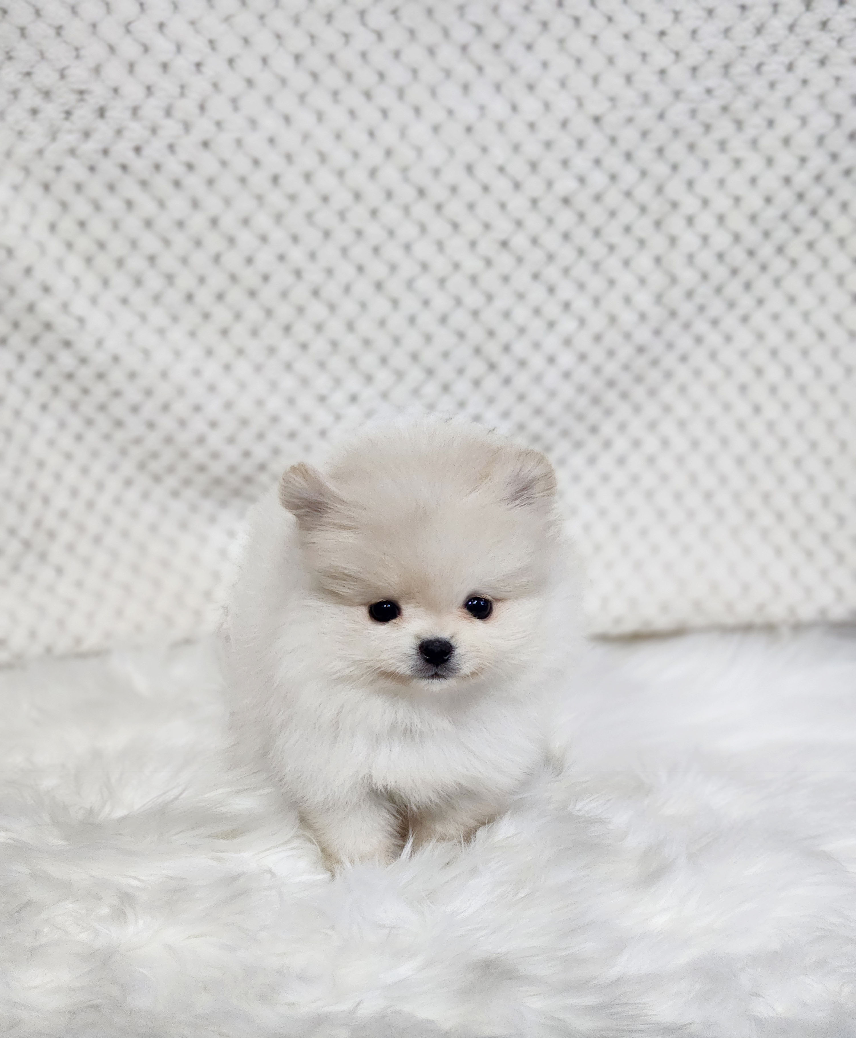 포메라니안분양(20만원부터)