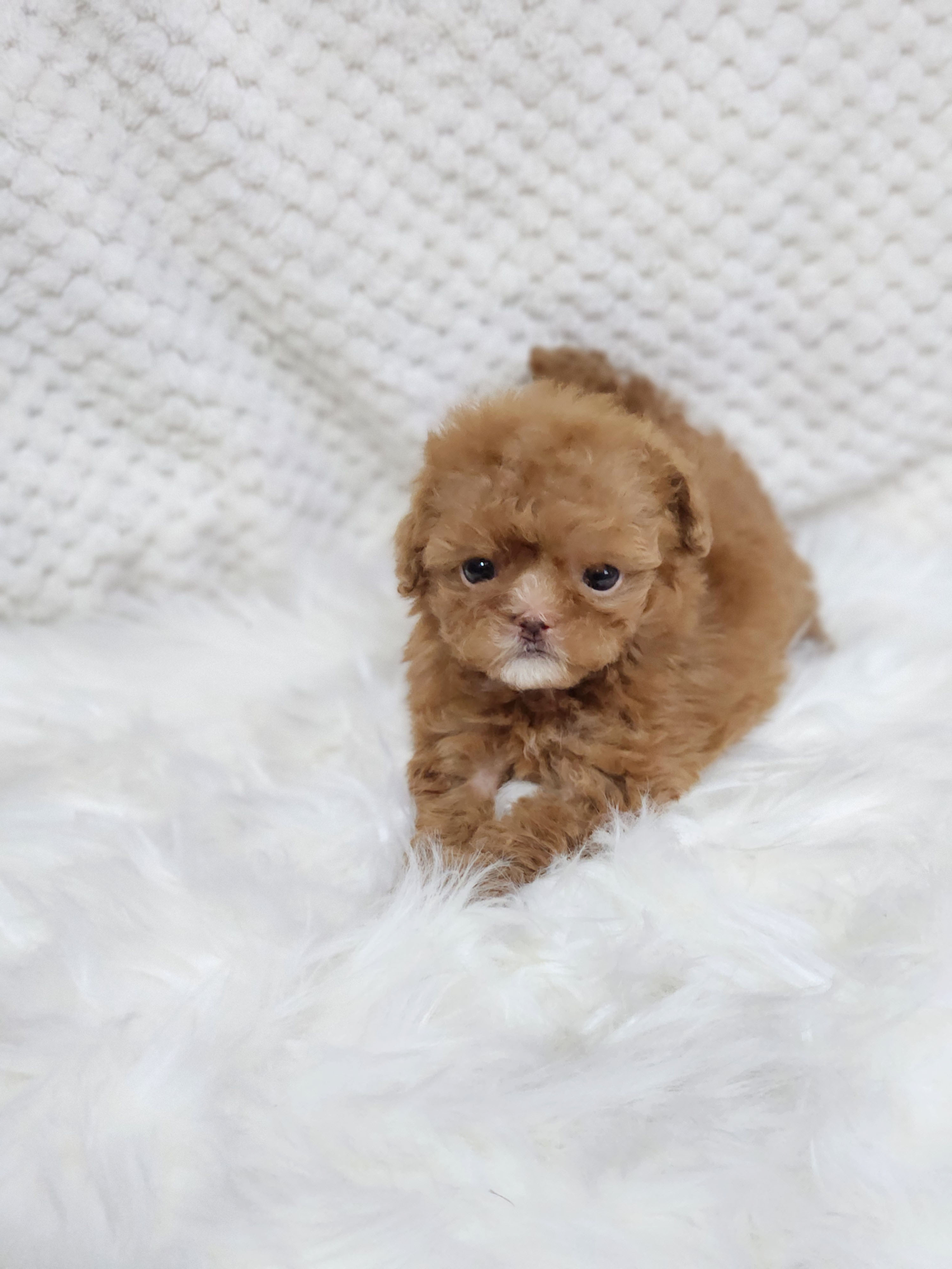 말티푸분양(10만원부터)