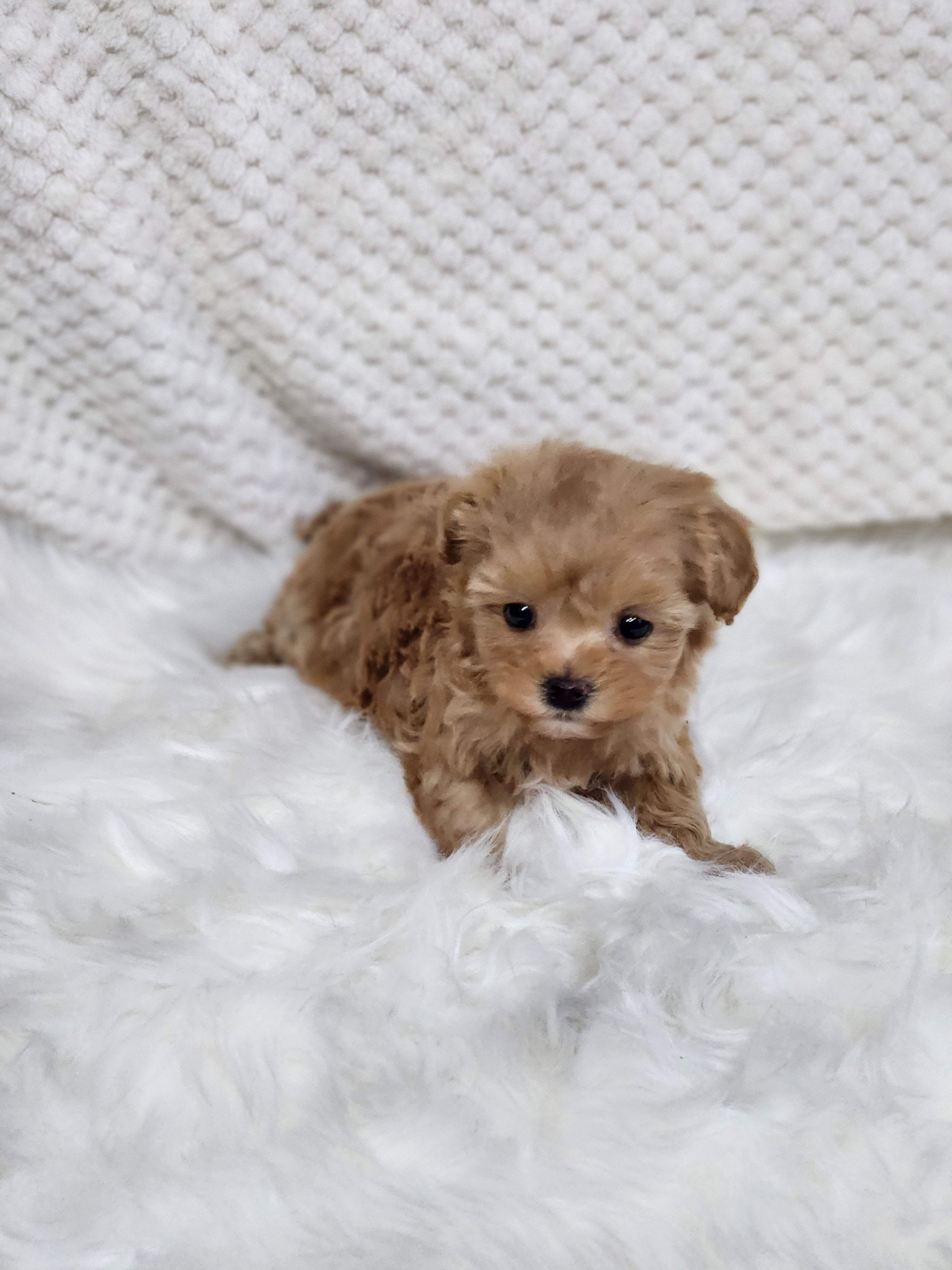 말티푸분양(10만원부터)