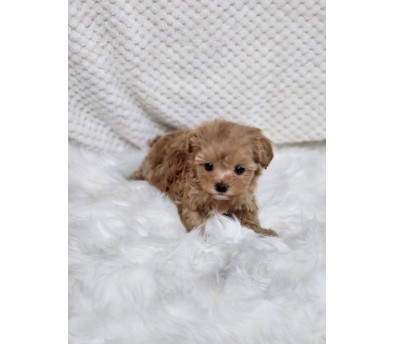 말티푸분양(10만원부터)