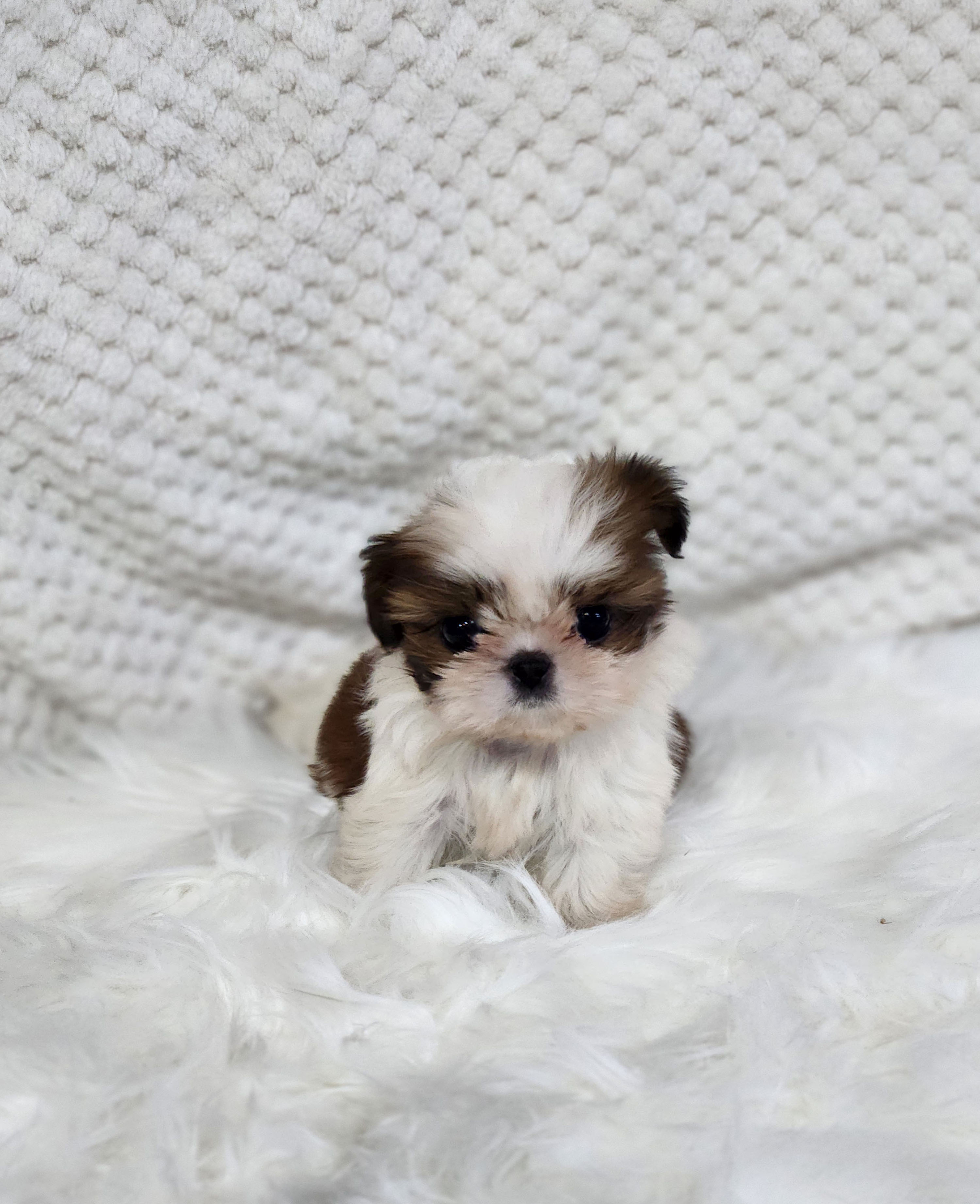 시츄 분양합니다!