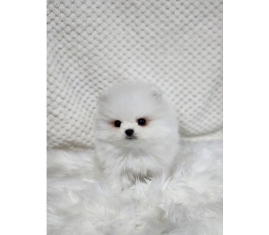 포메라니안분양(20만원부터)