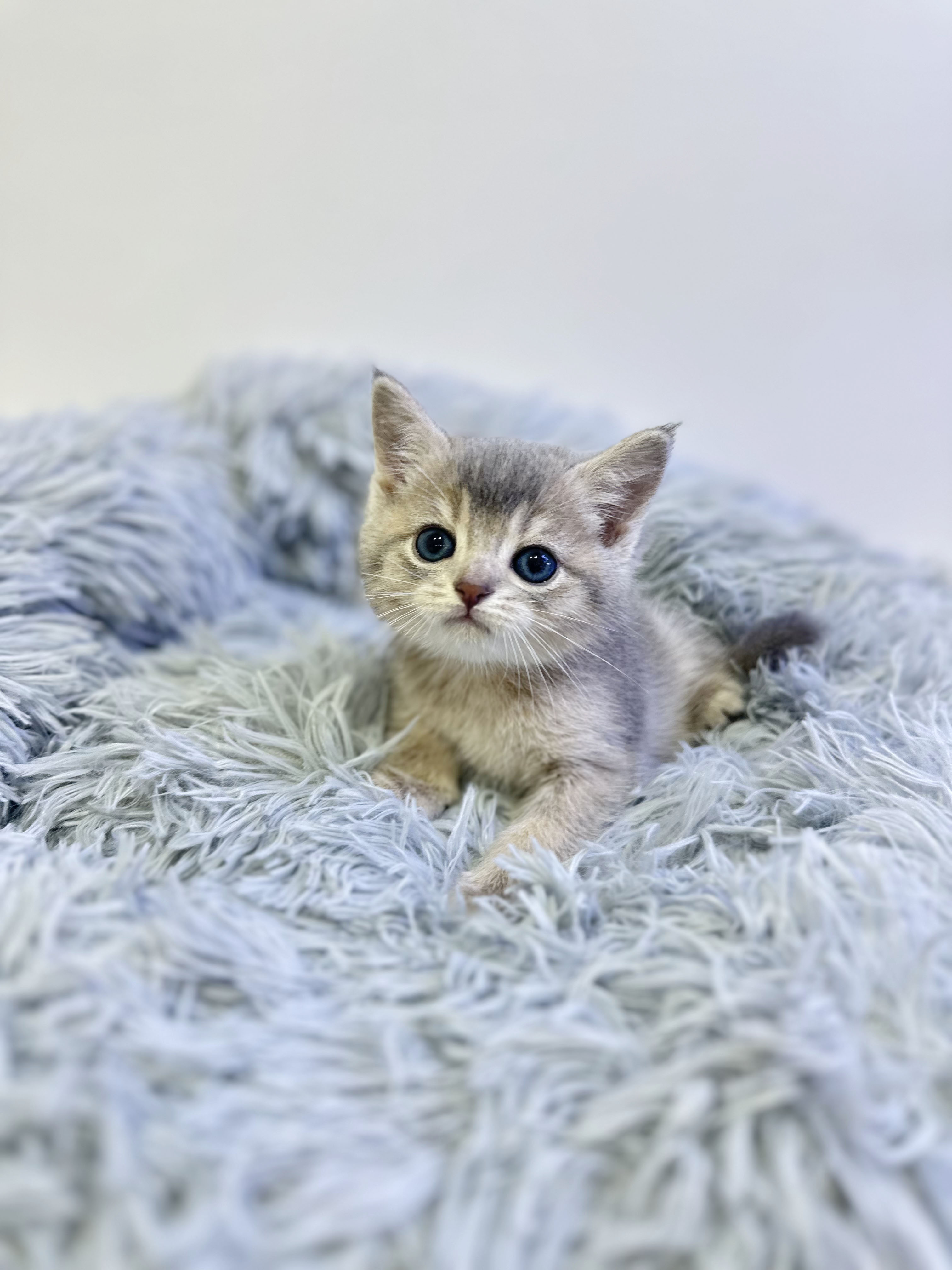 브리티쉬숏헤어분양합니다!