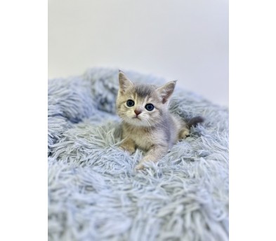 브리티쉬숏헤어분양합니다!