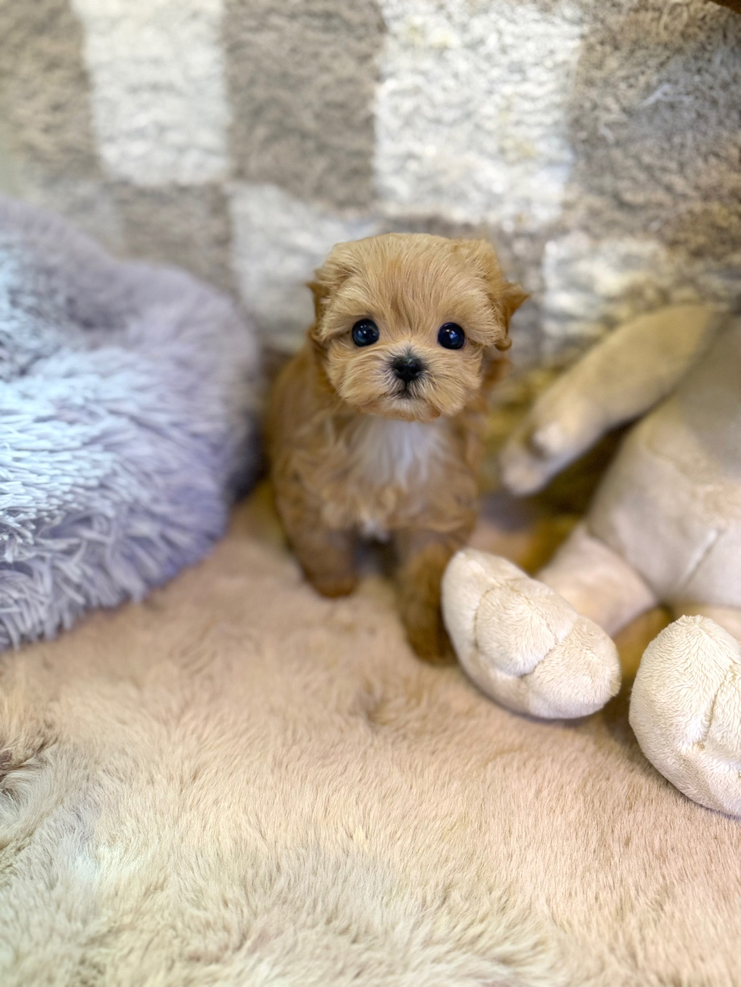 말티푸 분양합니다